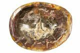 Polished Petrified Wood Bowl/Dish - Madagascar #304670-1